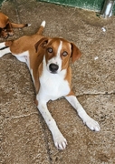 GOFIO Imagen 5